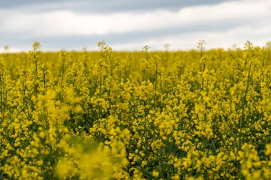 Bulutlu bir günde sarı kolza tohumu tarlası. Çiçek açmış kolza tohumu tarlası.