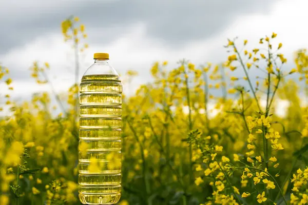 Bottle Rapeseed Oil Background Yellow Blooming Rapeseed Field Bottle Rapeseed — Stock Photo, Image