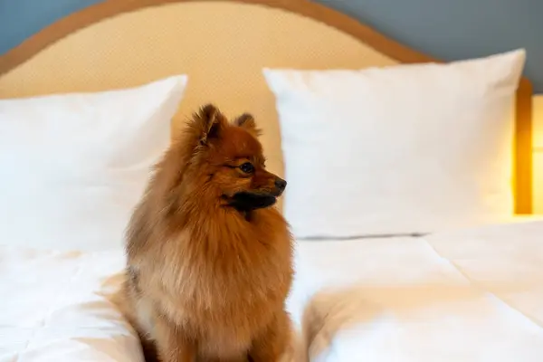 Egy Vörös Spitz Kutya Fekszik Egy Nagy Ágyon Egy Világos — Stock Fotó