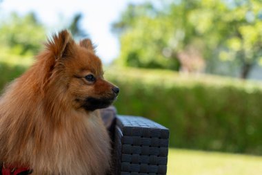 Parkta bir bankta oturan bir Pomeranian köpeği. Köpeğin kırmızı bir yakası var ve kameraya bakıyor. Sahne huzurlu ve sakin, köpek dışarıda vakit geçiriyor.