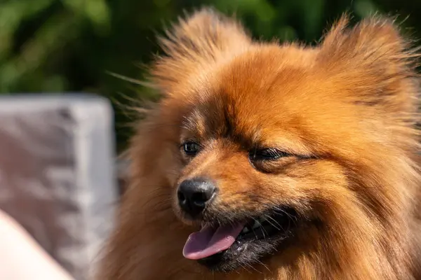 A pomeranian dog with a pink tongue is looking at the camera. The dog has a fluffy coat and is sitting on a couch