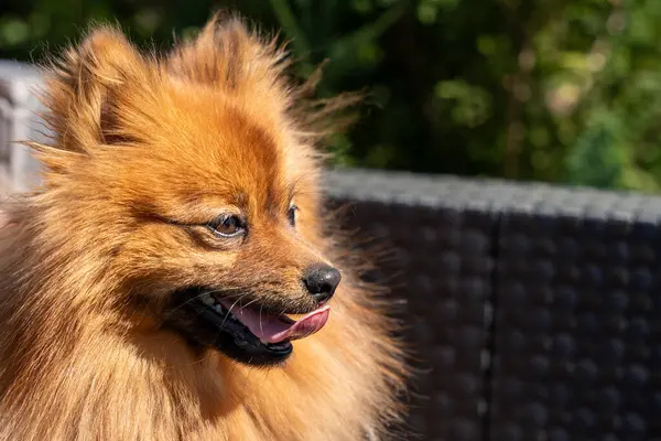 A fluffy orange dog with a tongue hanging out. The dog is looking at the camera with a smile on its face