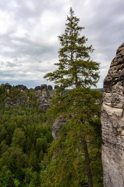 Arka planda kayalık bir uçurum olan bir ormanda yalnız bir ağaç duruyor. Gökyüzü bulutlu ve atmosfer sakin ve huzurlu.