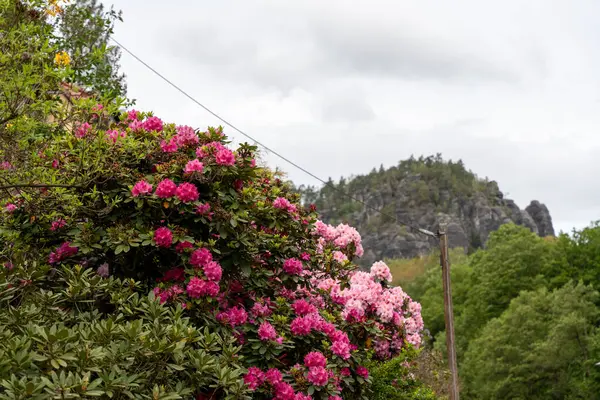 Güzel, pembe bir çiçek çalısı yemyeşil bir ormanda büyüyor. Çiçekler tamamen çiçek açmış, canlı ve renkli bir manzara yaratıyorlar. Etrafındaki ağaçlar ve dağlar dinginliği artırıyor.