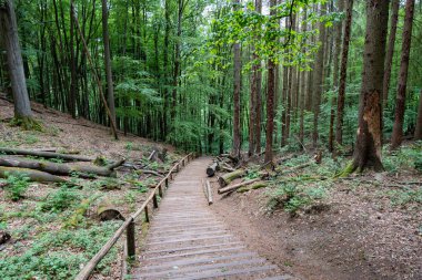 Tepeye giden yolu olan ağaçlık bir alan. Yol tahtadan yapılmıştır ve ağaçlarla çevrilidir.