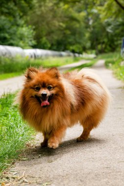 Red Spitz köpeği parkta yürüyüşe çıktı. Spitz köpeği yaklaş..