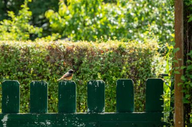 Küçük bir kuş yeşil ahşap bir kapıda oturur. Çitteki küçük kuş.