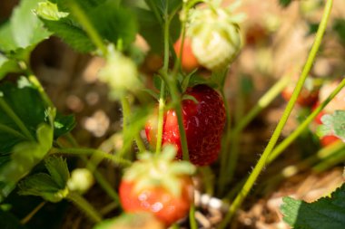 Üzerinde birkaç olgun çilek olan bir çilek bitkisinin yakın çekimi. Çilekler küçük ve kırmızıdır ve bitkinin üzerinde büyümektedirler. Tazelik ve bolluk kavramı