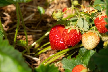 Bir bitkinin üzerinde bir sürü çilek var. Çilekler kırmızı ve yeşildir.