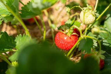 Kırmızı bir çilek yaprağın üzerinde oturuyor. Tazelik ve doğal güzellik kavramı