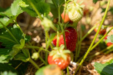 Bir bitkinin üzerinde bir demet çilek yetişiyor. Çilekler olgunlaştı ve toplanmaya hazır.