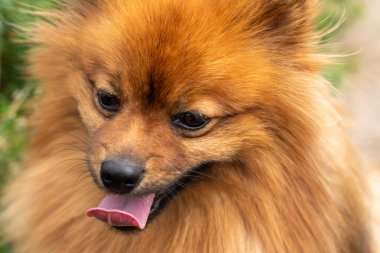 Red Spitz köpeği parkta yürüyüşe çıktı. Spitz köpeği yaklaş..