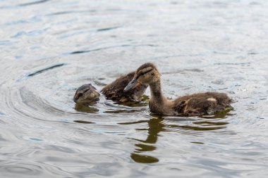 Gölette yüzen iki ördek yavrusu. Su sakin ve ördekler eğleniyor.