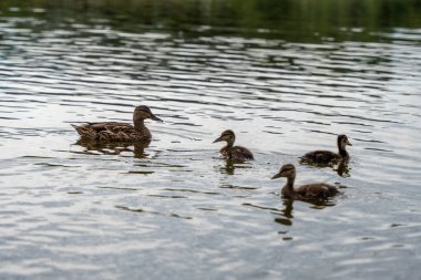 Bir grup ördek bir su kütlesi içinde yüzüyor. Ördeklerin boyutları farklıdır ve en büyüğü anne ördektir. Diğer ördekler onun yavruları.