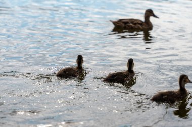 Bir grup ördek bir su kütlesinin içinde yüzüyor. Ördekler farklı boyutlarda ve farklı yönlerde yüzüyorlar.