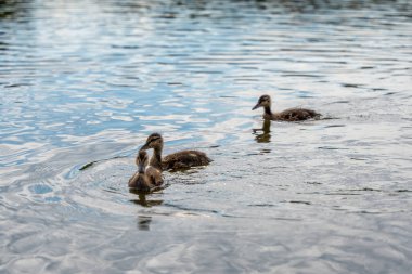 Gölde yüzen üç ördek. Bir ördek diğer ikisinden daha büyüktür. Su sakin ve berrak.