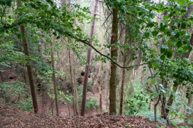 Bir sürü ağacı ve çalısı olan bir orman.
