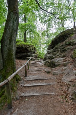 Ağaçlara kadar uzanan taştan bir patikası olan ağaçlık bir alan. Yol yapraklar ve yosunlarla kaplı.