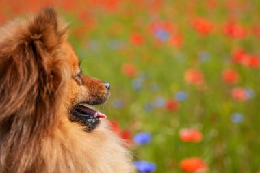 Kabarık ceketli bir köpek kameraya bakıyor. Köpek bir çiçek tarlasında, çiçeklerin bir kısmı mavi. Köpek güzel manzaranın tadını çıkarıyor gibi görünüyor.