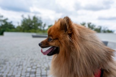 Kırmızı yakalı bir Pomeranian köpeği tuğla bir geçitte oturuyor. Köpeğin dili dışarı çıkmış ve gülümsüyor.