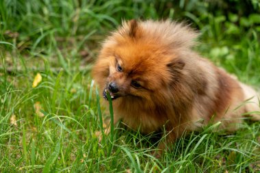 Bir köpek tarlada ot çiğniyor. Köpeğin kahverengi ve beyaz bir ceketi var ve o eğleniyor.