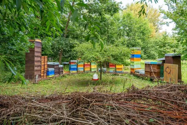 stock image Colorful beehives located among the trees. Bee hives in green thickets.