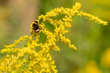 Üzerinde siyah ve sarı arı olan sarı bir çiçek. Bir arı sarı bir çiçekten polen toplar..
