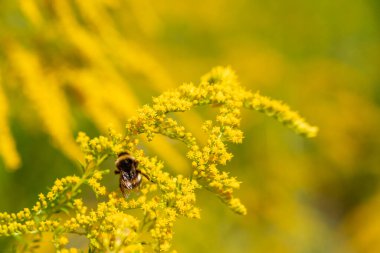 Üzerinde arı olan sarı bir çiçek. Bir arı sarı bir çiçekten polen toplar..