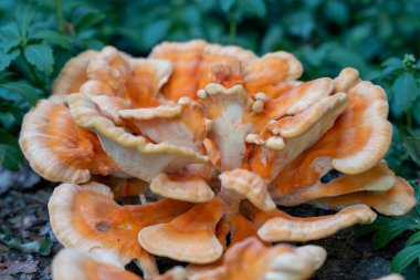 Kahverengi benekli büyük bir turuncu mantar yerde oturur. Mantar yeşil yapraklar ve çimlerle çevrilidir.