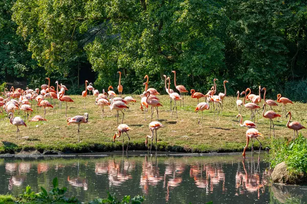 stock image A flock of flamingos are standing in a pond. The water is calm and the sky is clear. The flamingos are in various positions, some standing closer to the water while others are further away