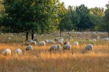 Bir koyun sürüsü bir tarlada otluyor. Koyunlar tarlaya saçılmış, bazıları ağaçlara daha yakın, diğerleri ise daha uzaktadır. Huzurlu ve huzurlu bir sahne.