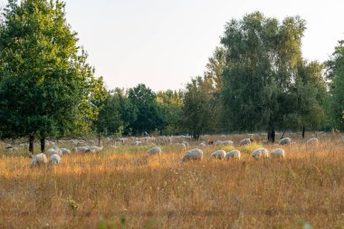 Bir koyun sürüsü şafakta bir tarlada otluyor. Bazıları ağaçlara yakın durur, bazıları ise daha uzaktadır. Huzurlu ve huzurlu bir sahne.