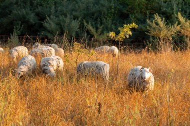Bir koyun sürüsü uzun otlarla bir tarlada otluyor. Koyunlar tarlaya saçılmış, bazıları kameraya daha yakın duruyor ve diğerleri daha uzakta. Bir koyun kameraya bakar..
