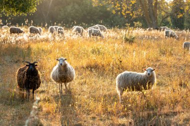 Uzun otların arasında duran üç koyun. Koyunlar farklı renkte ve boyutlarda. Tarla çimlerle dolu ve güneş ışıl ışıl parlıyor