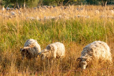 Üç koyun uzun otların arasında otluyor. Koyunlar tarlanın her tarafına dağılmış, bazıları kameraya daha yakın, bazıları ise daha uzaktadır. Otlar uzun ve kuru.