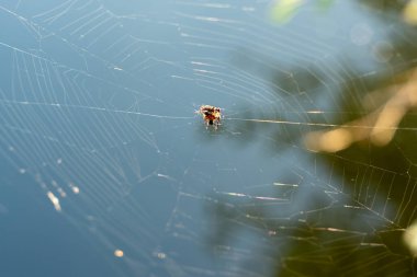 Sudaki ağın üzerinde bir örümcek oturuyor. Örümcek kahverengi ve siyahtır. Ağ çok ince ve narin.