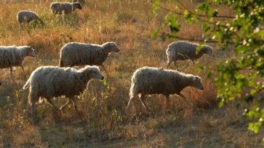 Bir koyun sürüsü sabah güneşinde bir tarlada otlar. Koyunlar tarlaya dağılmış, bazıları ön plana yakın, tarlada yürüyorlar. Çimler kuru ve kahverengi..