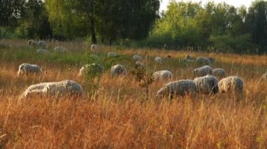 Bir koyun sürüsü ağaçların olduğu bir tarlada otluyor. Koyunlar tarlaya dağılmış, bazıları ağaçların altında duruyor. Otlar uzun ve kuru..