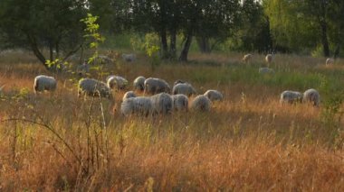 Sabahın erken saatlerinde bir koyun sürüsü bir tarlada otluyor. Koyunlar tarlaya saçıldı, bazıları ön plana yakın ve diğerleri daha uzaktaydı. Otlar uzun ve kuru..