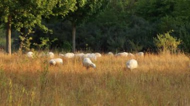 Bir koyun sürüsü tarlada otluyor ve arka planda ağaçlar görülebiliyor. Koyunlar tarlaya dağıldı, bazıları ön plana yakın duruyor ve diğerleri daha da geride. Otlar uzun ve renkli..