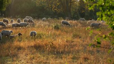 Bir koyun sürüsü tarlada otluyor, sabah güneşinin altında sürünün üzerinde tüy yumağı uçuyor. Uzun otlu bir çayırda koyun sürüleri.
