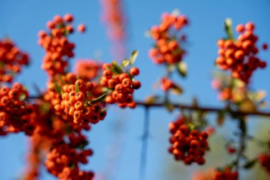 Ağaç dalında bir sürü kırmızı böğürtlen. Böğürtlenler küçük ve yuvarlak, bir araya toplanmış. Gökyüzü mavi ve berrak ve güneş parlıyor. Deniz karabatağı üzümü.