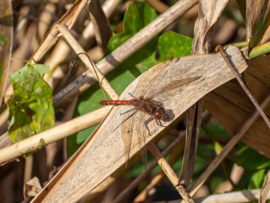 A dragonfly is sitting on a leaf. The leaf is brown and has some dirt on it clipart