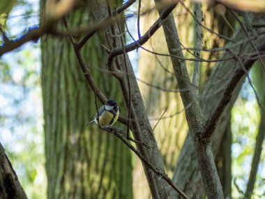 Küçük bir kuş bir ağaç dalında oturuyordu. Sarı göğüslü bir kuş..