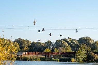 Bir grup kuş bir köprünün üzerinde uçuyor. Kuşlar havada ve farklı yönlere uçuyorlar. Gökyüzü açık ve mavi, köprü kahverengi.