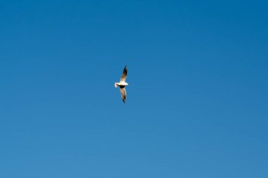 Mavi gökyüzünün üzerinde bir kuş uçuyor. Kuş beyaz ve siyahtır. Gökyüzü açık ve parlak