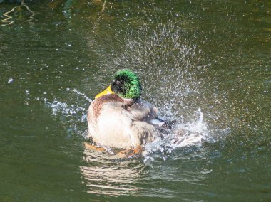 Suya bir ördek sıçrıyor. Su yeşil ve ördek kahverengi.