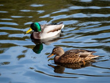 İki ördek bir gölde yüzüyor. Biri yeşil ve diğeri kahverengi. Su sakin ve berrak.