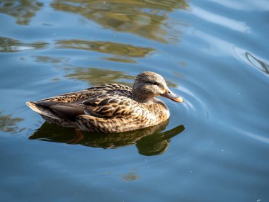 Bir ördek su içinde yüzüyor. Su sakin ve berrak. Ördek de görüntüde görünen tek canlı.