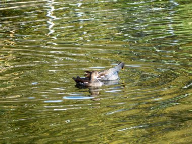 Bir çift moorhen gölette yüzer. Su yeşil ve sakindir. Bozkır tavukları birbirlerine yakın otururlar ve suda geçirdikleri zamanın tadını çıkarırlar..